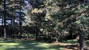 Une zone boisée avec de grands arbres et un sol recouvert d’herbe.