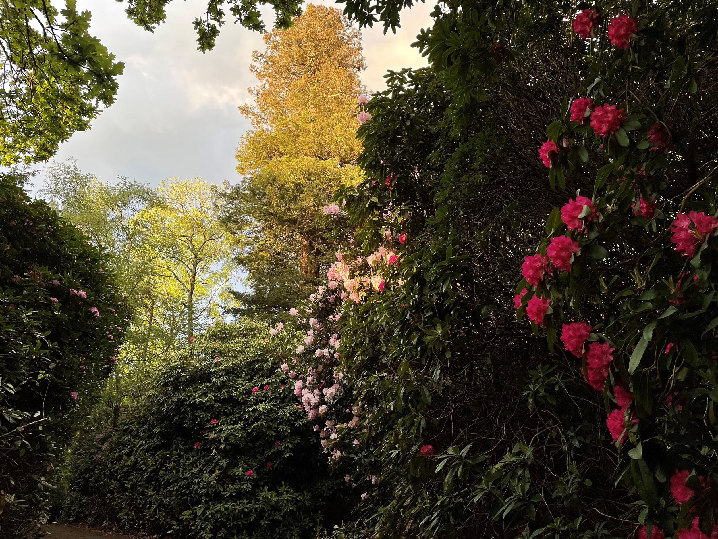 Un jardín con follaje denso y flores florecientes.