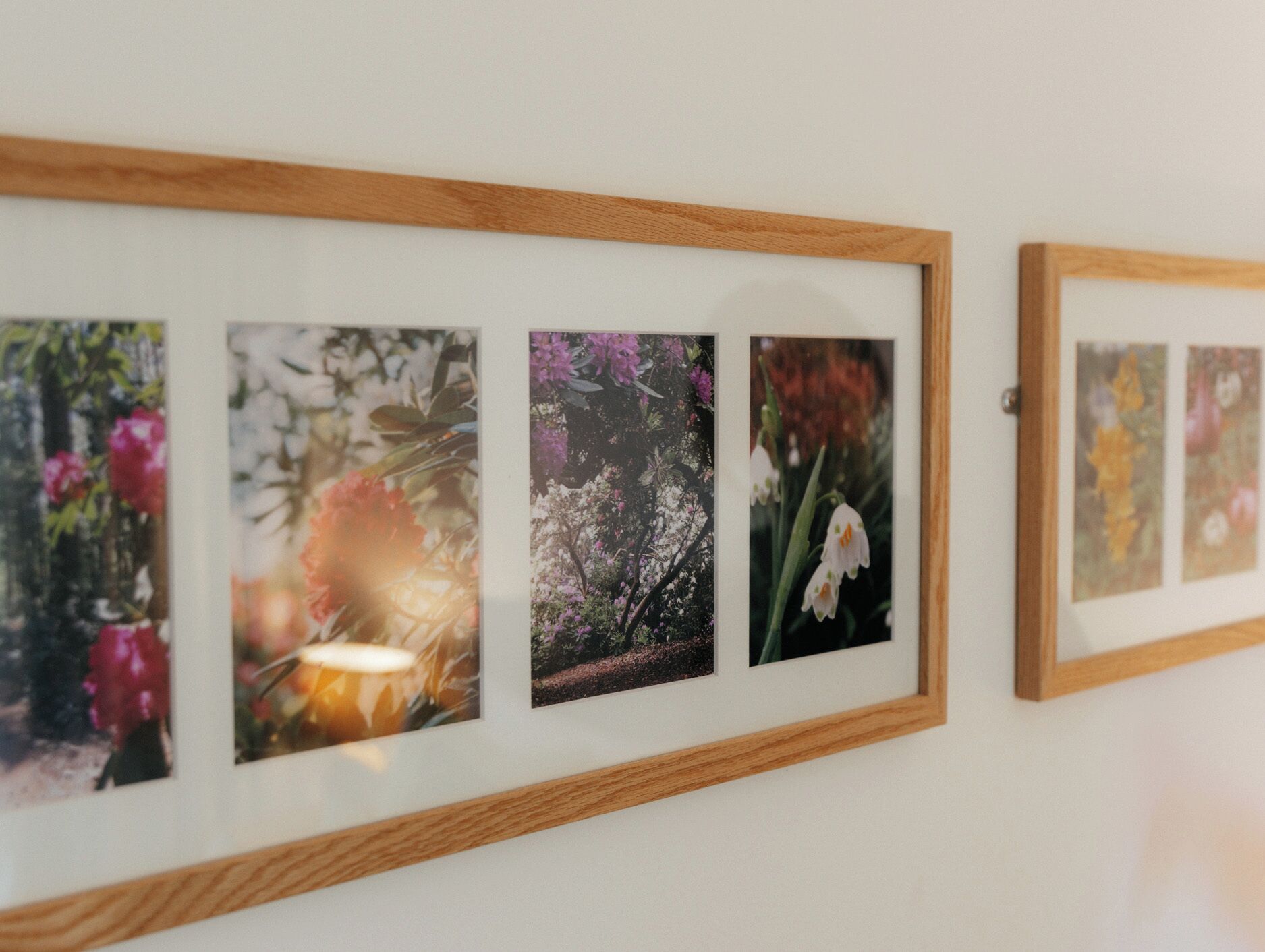 Eine Reihe von gerahmten floralen Fotografien an einer Wand.