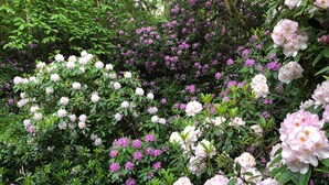 A garden with various flowering shrubs, including pink and purple blooms. - The Observatory Annexe (Dorking)
