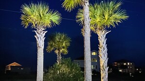 Trois palmiers dont les bases sont illuminées, se dressant sur un fond de ciel sombre, avec des bâtiments en arrière-plan.