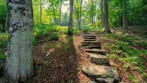 Une forêt avec un escalier en pierre qui serpente entre les arbres.
