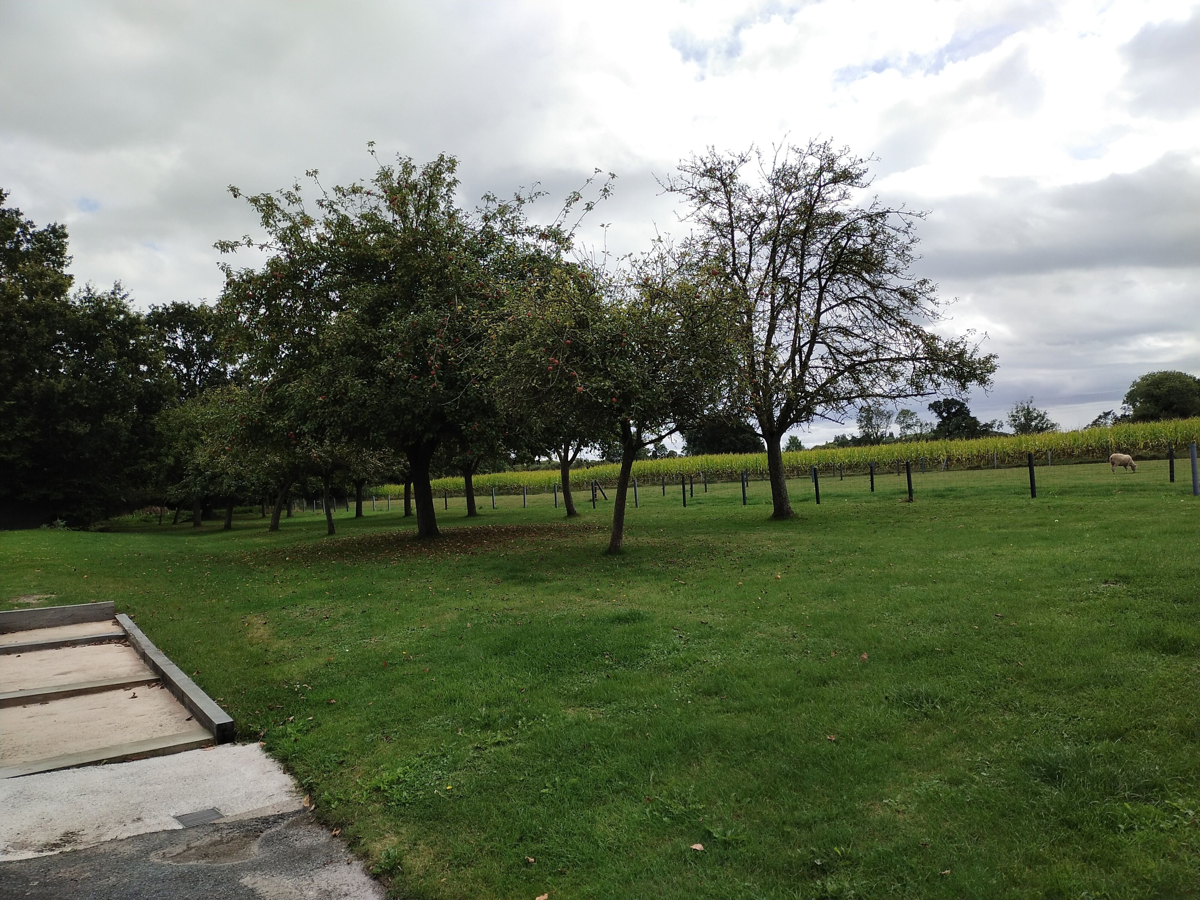 A grassy field with trees and a vineyard in the background.