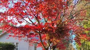 A house surrounded by a driveway covered with fallen red leaves. - GRANDMA'S COTTAGE  (Monticello)