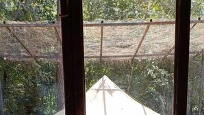 Una mesa de madera con una planta en maceta y una taza, una ventana que da a una carpa y follaje en el exterior.