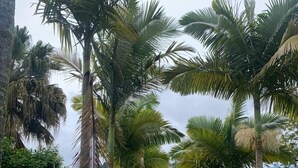 A pathway lined with palm trees leading to a building with a red roof. - Jordan Hotel Boutique (El Peñol)