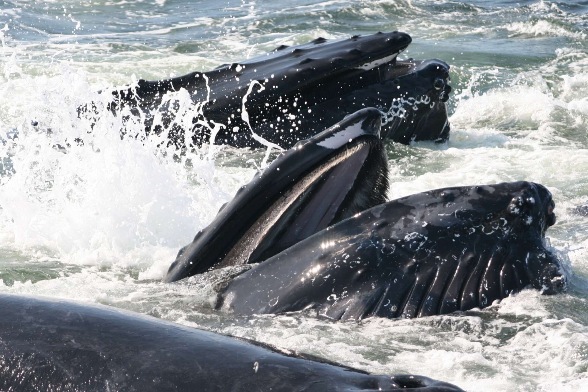 Primer plano de dos grandes mamíferos marinos, probablemente ballenas, emergiendo del agua abriendo la boca.