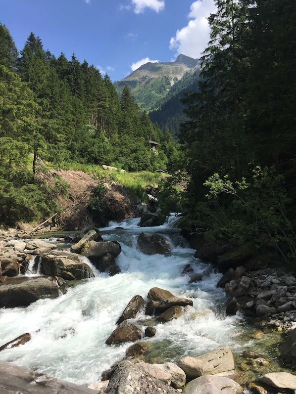 A river flowing through a forested area with a mountain in the background.
