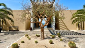 Une cour avec un arbre, des cactus et la façade d’un bâtiment.