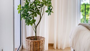 A room with a bed, a potted plant, a sliding door, and a view of palm trees outside.