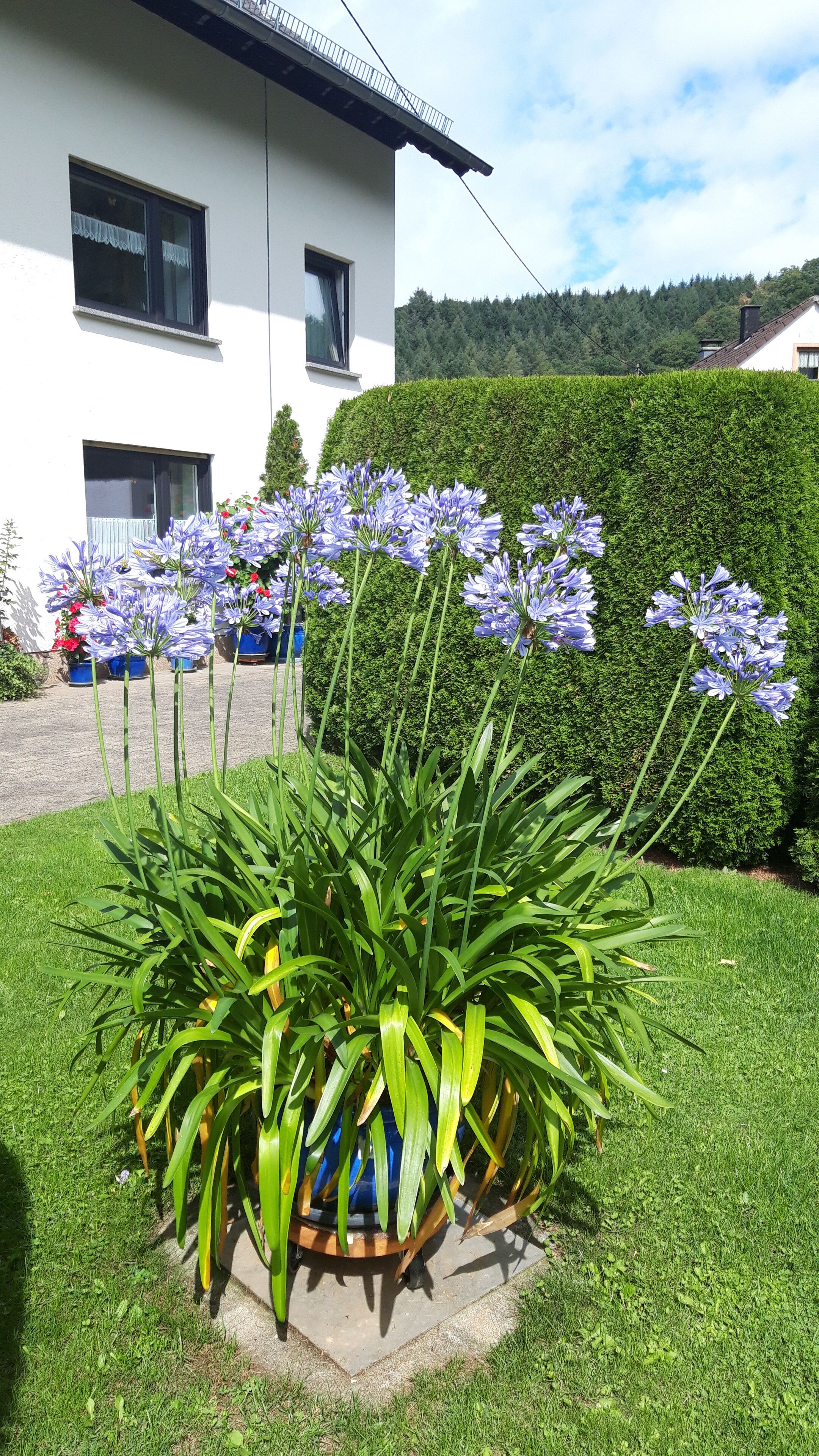 A garden with a large potted plant of blue flowers in front of a white house with a balcony.