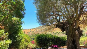 Un jardín con un árbol grande, un sendero de piedra y vistas a un paisaje montañoso.