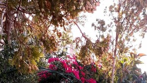Escadaria com degraus vermelhos que leva a uma porta, rodeada por vegetação exuberante e flores cor-de-rosa.