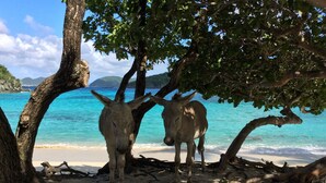Two donkeys standing under a tree on a beach with clear turquoise water and distant mountains. - Nancy's Folly Villa - Fabulous Home - overlooking dazzling Rendezvous Bay (Cruz Bay)