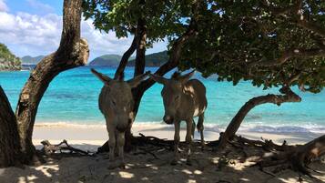 Sun loungers, beach towels