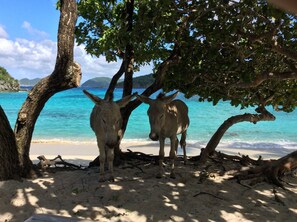 Sun loungers, beach towels