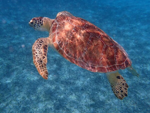 Una tortuga marina nadando en aguas azules cristalinas.