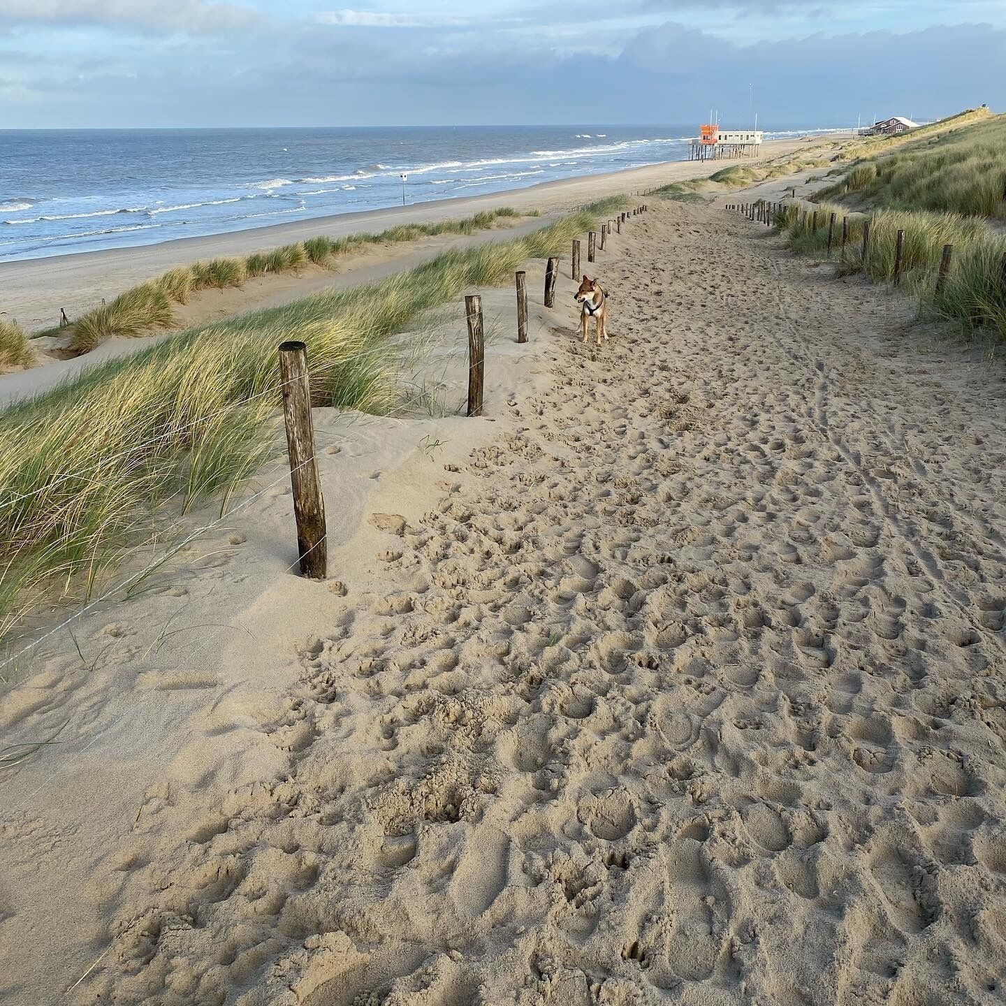 Een zandpad langs het strand, met houten palen, dat leidt naar een grasveld en een gebouw in de verte.