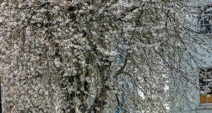 A Very British Place to Stay - 3 Bedrooms Central