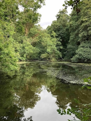 A serene river surrounded by dense greenery.