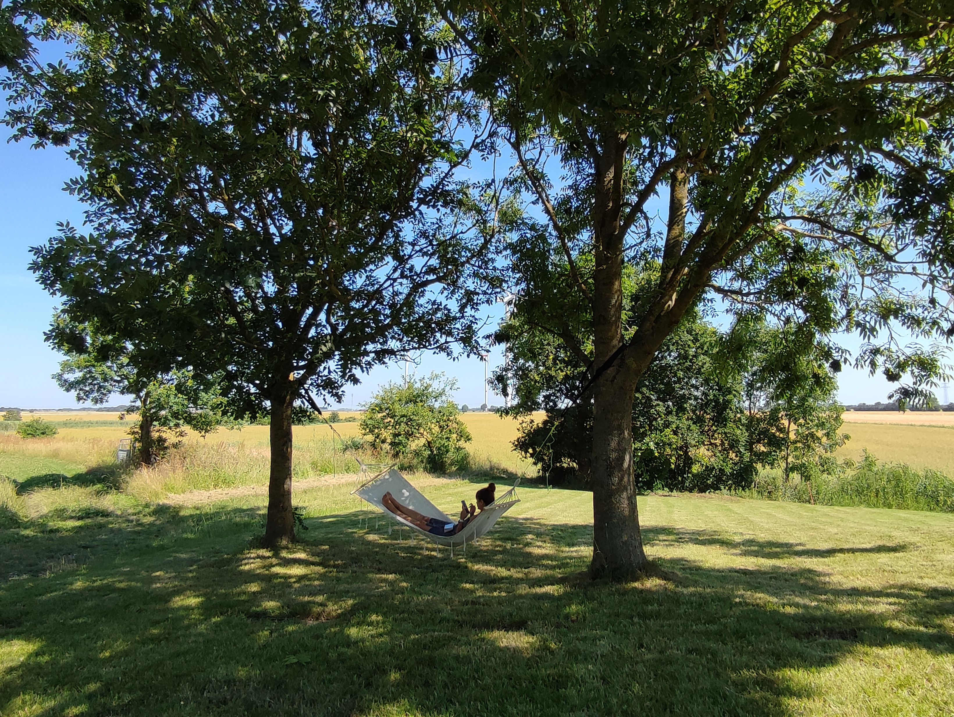 A hammock under a tree in a grassy field with a clear sky.