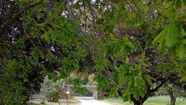 A paved pathway leading to a gated entrance surrounded by trees and shrubs. - Villa Lupino (Orosei)