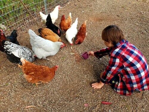 Fig Tree Farm Stay - Interactive Farm Stay Near Brisbane