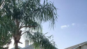 Una casa residencial con garaje, césped y una palmera.