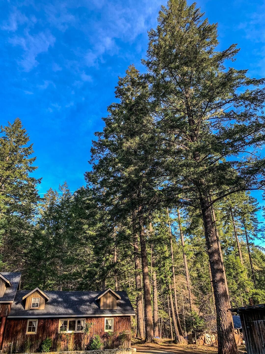 A cabin with a gabled roof, surrounded by tall pine trees.