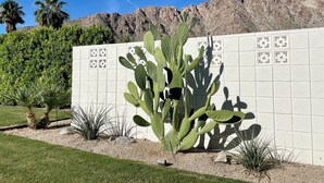 Un cactus en un jardín ajardinado con un muro de azulejos blancos y una montaña al fondo.