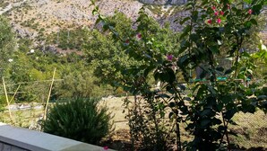 Un jardin où l’on trouve une variété de plantes, avec une chaîne de montagnes en arrière-plan.