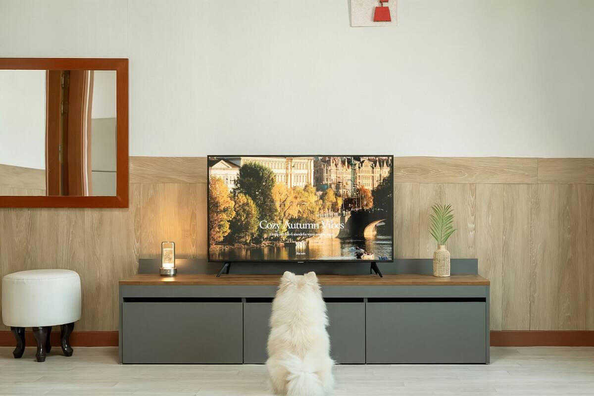 A modern living room with a flat-screen TV on a wooden console, a white fluffy dog, and a small table with a candle and a plant.