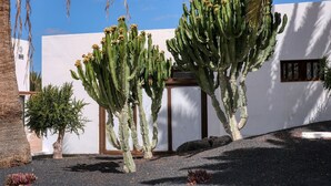 Un paysage désertique avec de grands cactus et un bâtiment blanc doté d’une fenêtre.