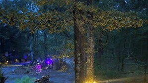 Een bebost gebied met een onverhard pad, banken en bomen.