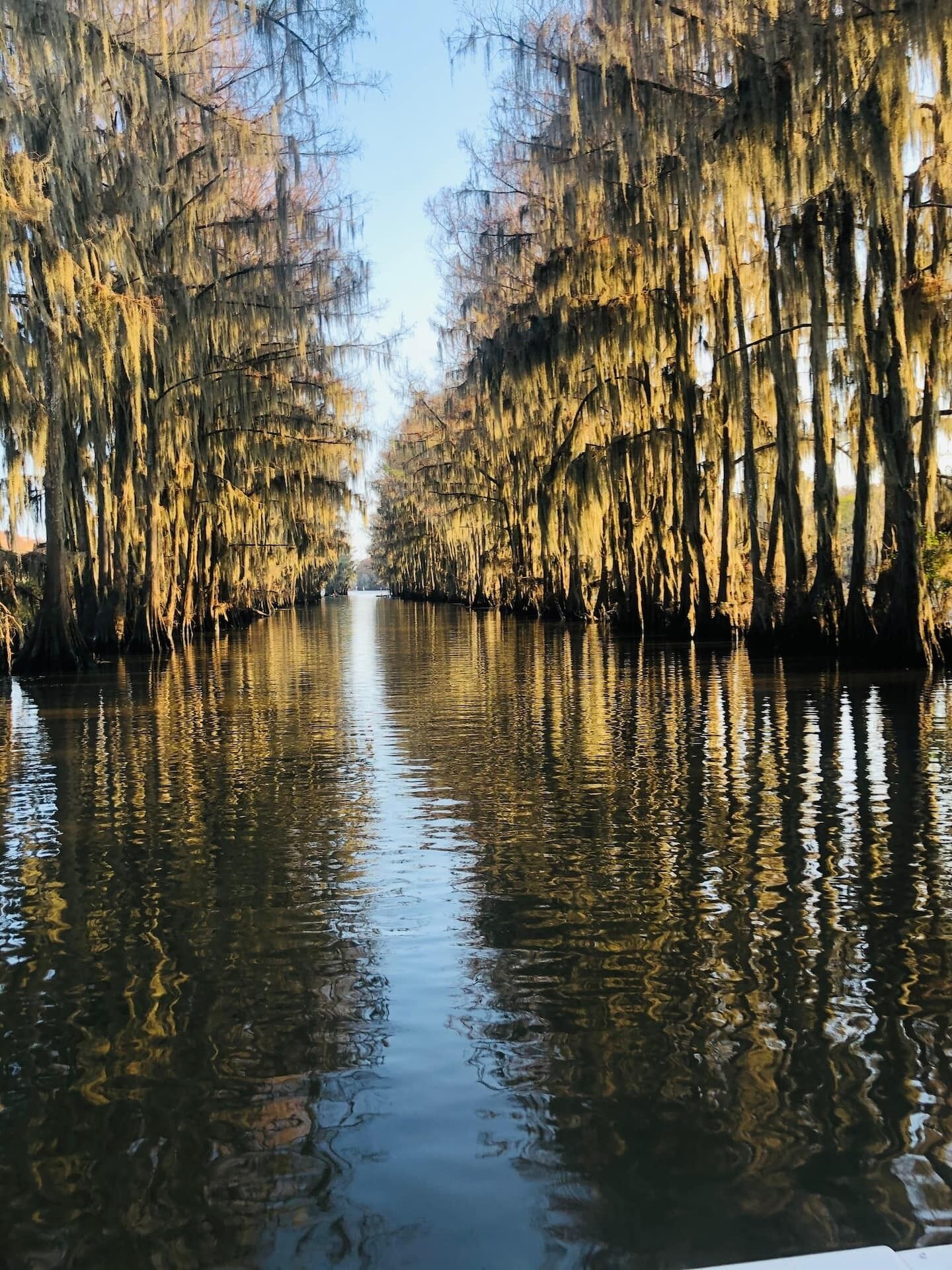 A calm waterway flanked by trees with Spanish moss hanging from the branches.