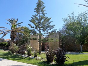 A garden with a variety of plants, a palm tree, and a stone wall.