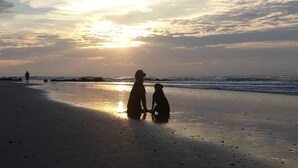 Eine Strandansicht mit zwei Hunden und einer Person, die am Ufer entlangspaziert.