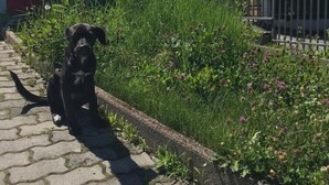 Ein schwarzer Hund sitzt auf einem gepflasterten Weg neben einem Gebäude mit einer Treppe und einem Metallzaun.