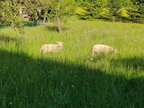 Un campo cubierto de hierba con dos ovejas pastando.