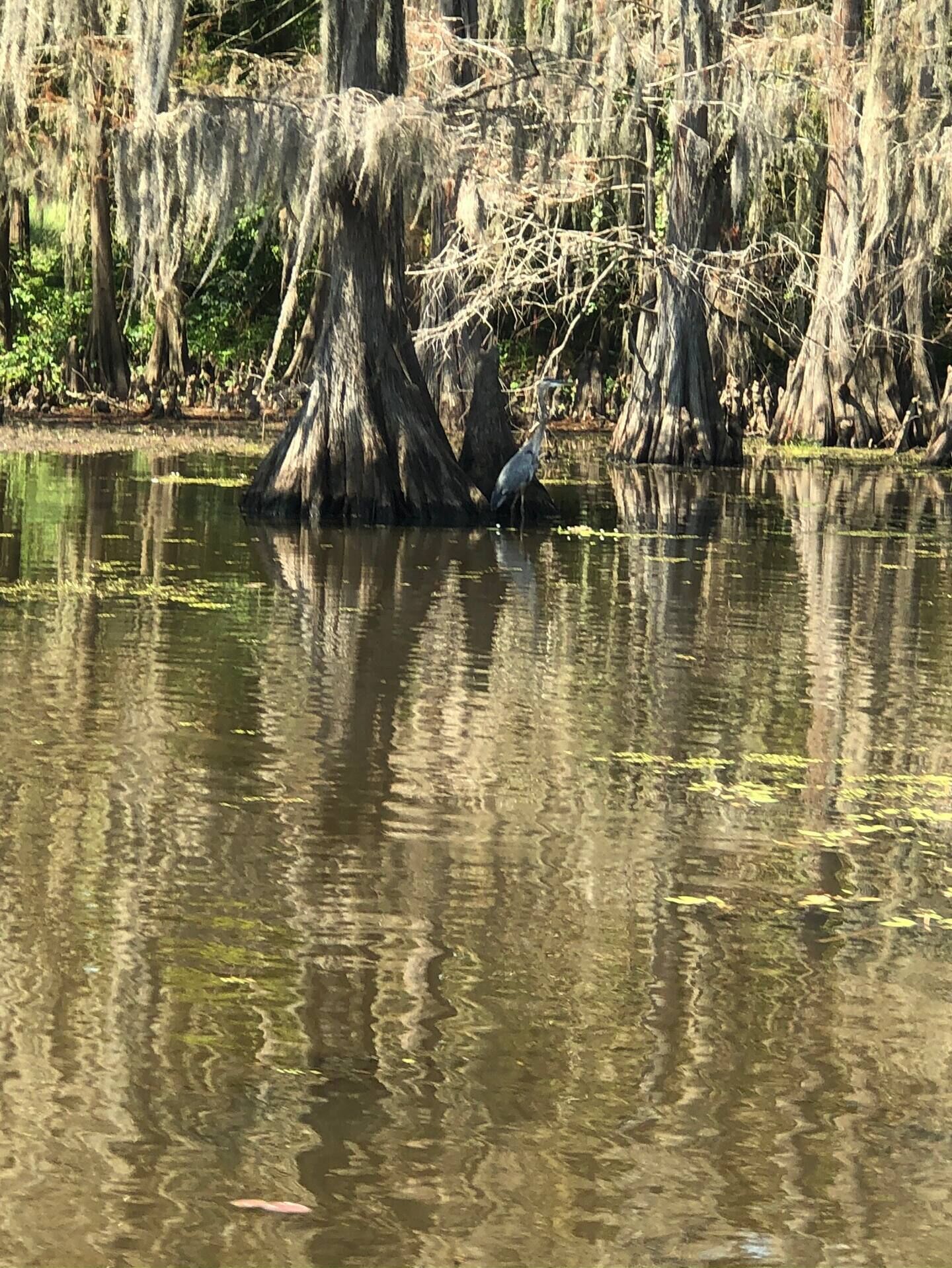 A calm water body with trees and a bird.