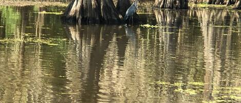 A calm water body with trees and a bird.