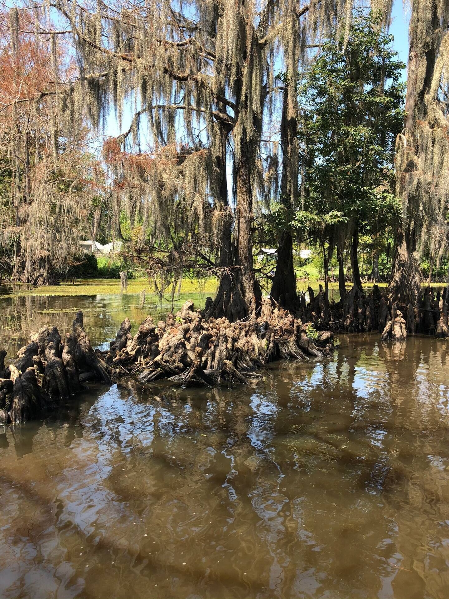A natural landscape with a pond, trees, and a grassy area.
