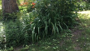 A garden with various plants and a wooden structure.