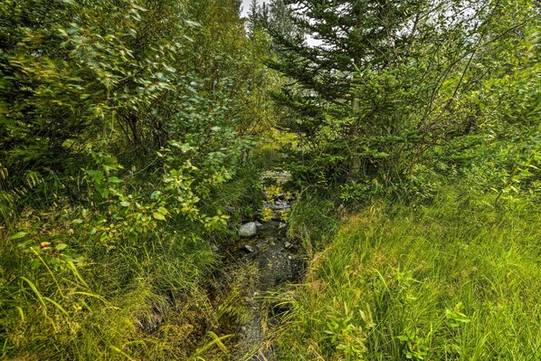 A narrow, rocky stream surrounded by dense, green foliage.
