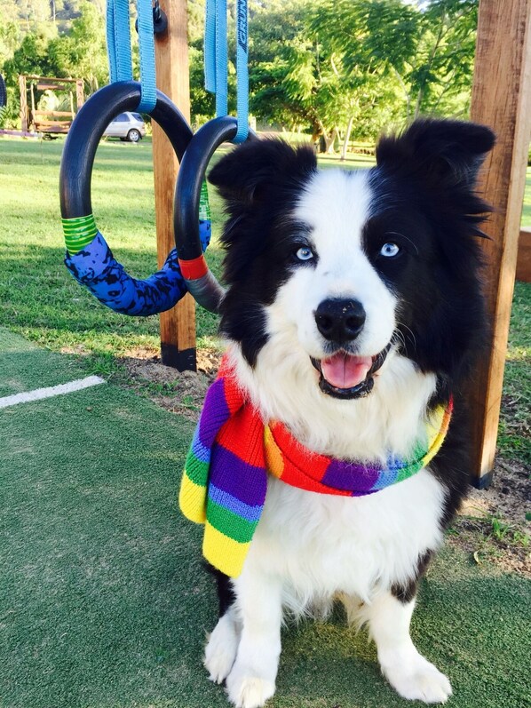 A dog with a rainbow scarf sitting on artificial grass. - Unique funky Arthouse ‘Franks Place’ Hunchy Valley (Hunchy)
