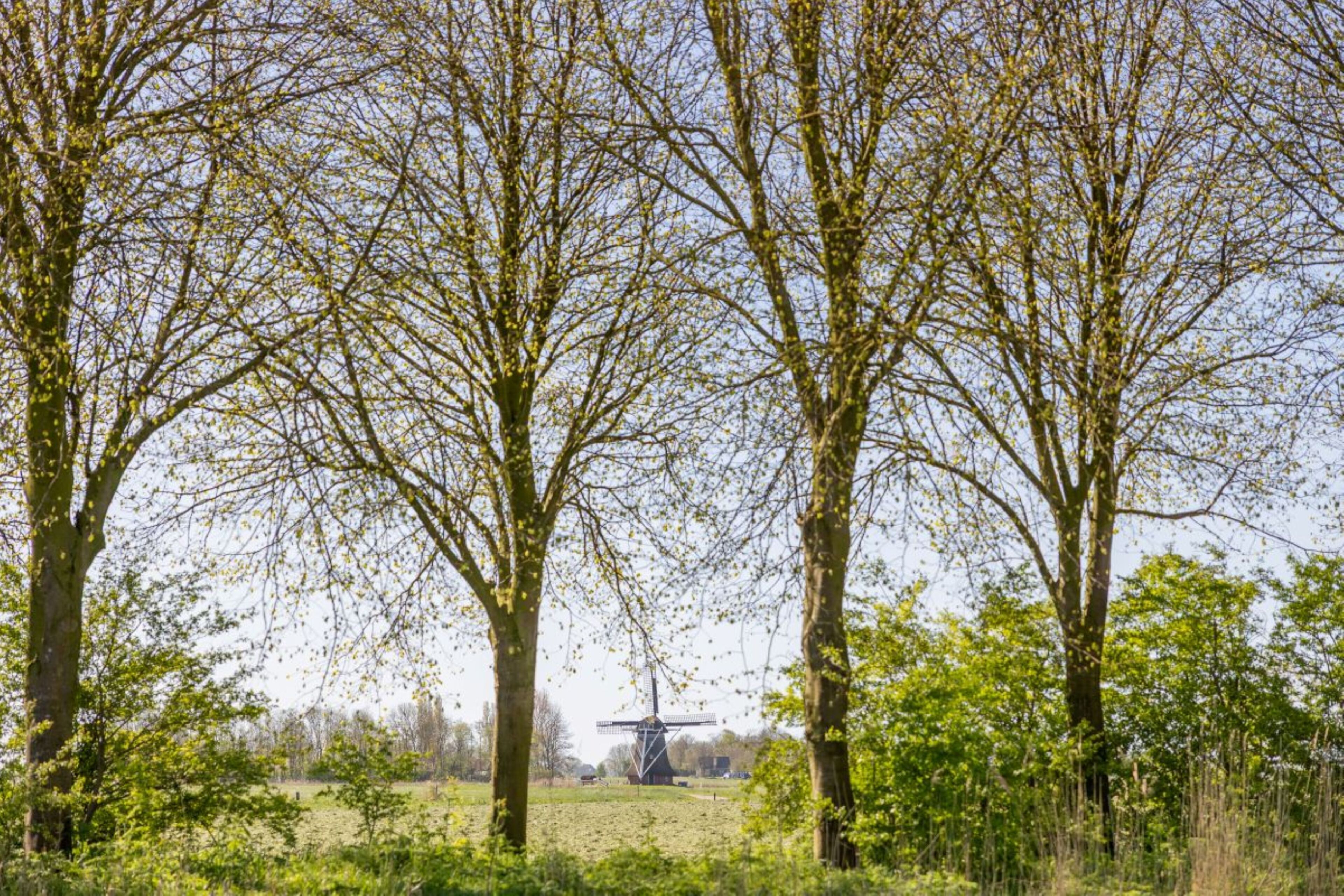 A rural landscape with trees and a windmill in the background.
