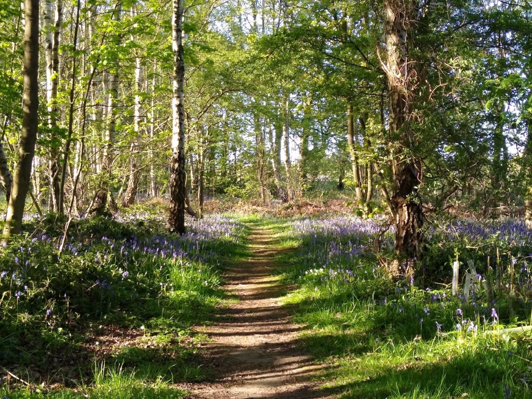 A forest path surrounded by trees and wildflowers.
