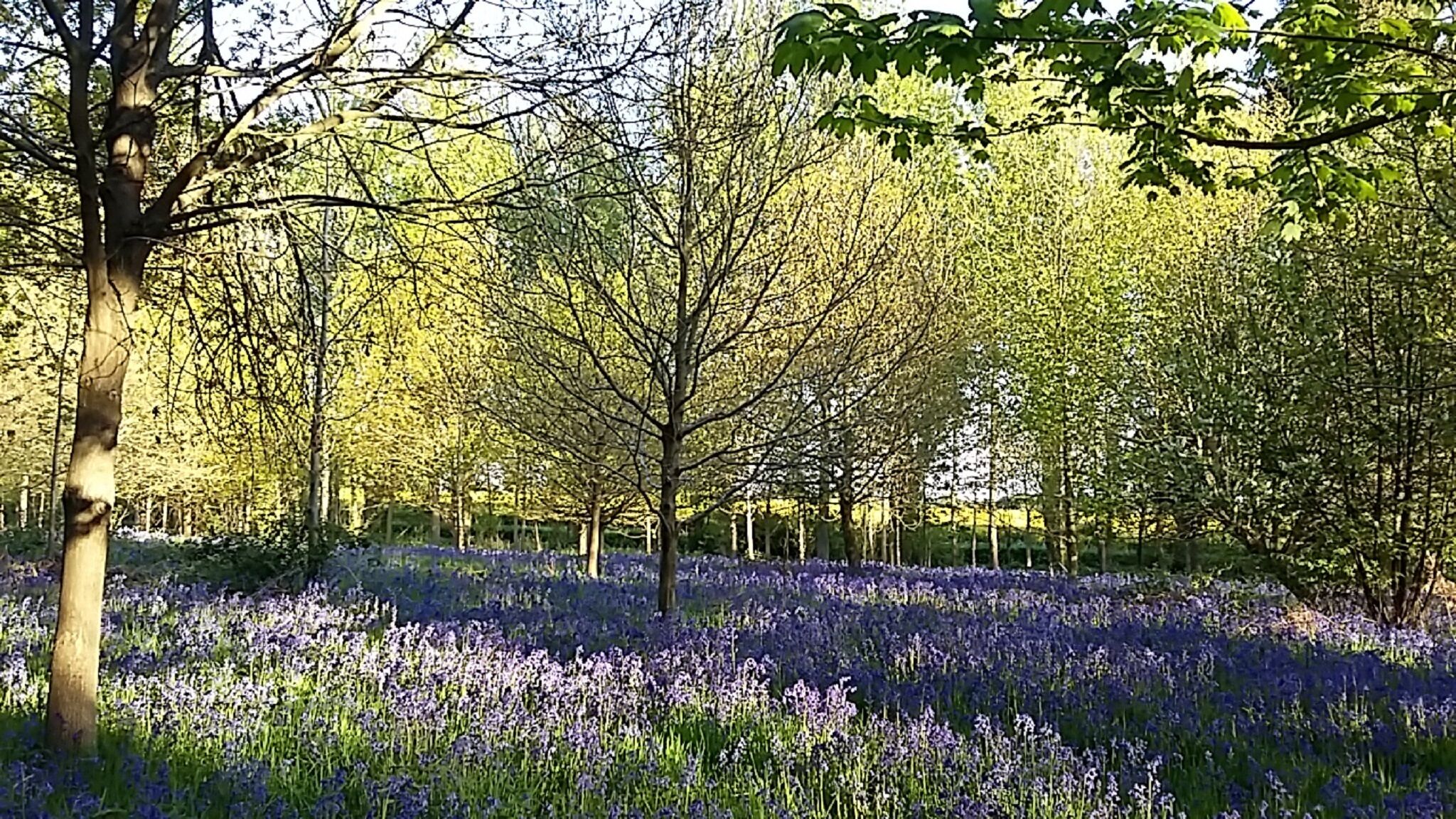 A forested area with trees and a field of purple flowers.