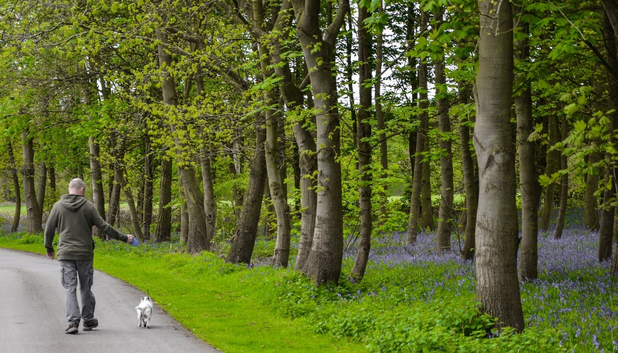 Un sentier qui traverse une forêt, avec des arbres, et un chien qui marche à côté d’une personne.