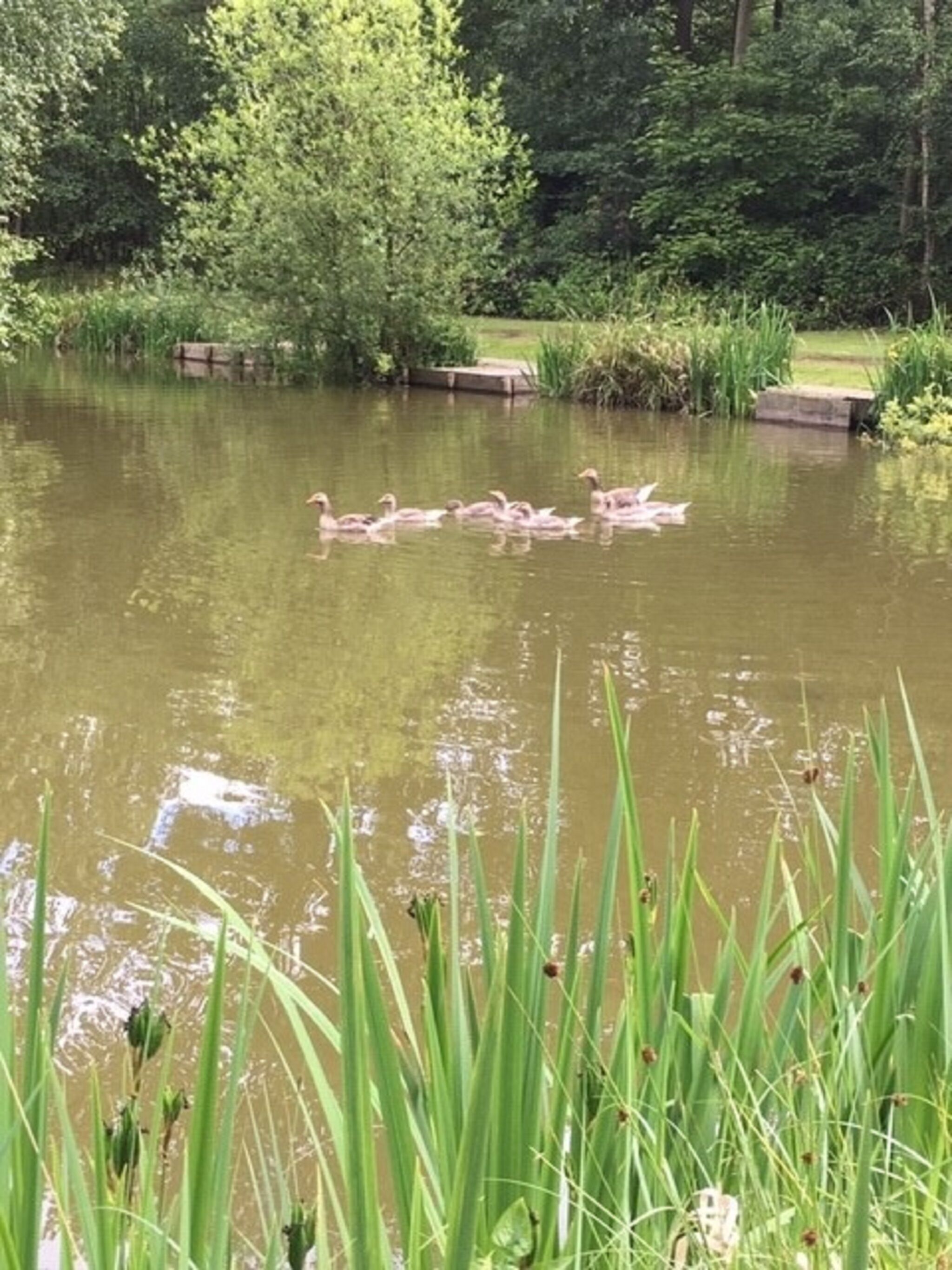 A pond with ducks swimming, surrounded by greenery and a wooden dock.